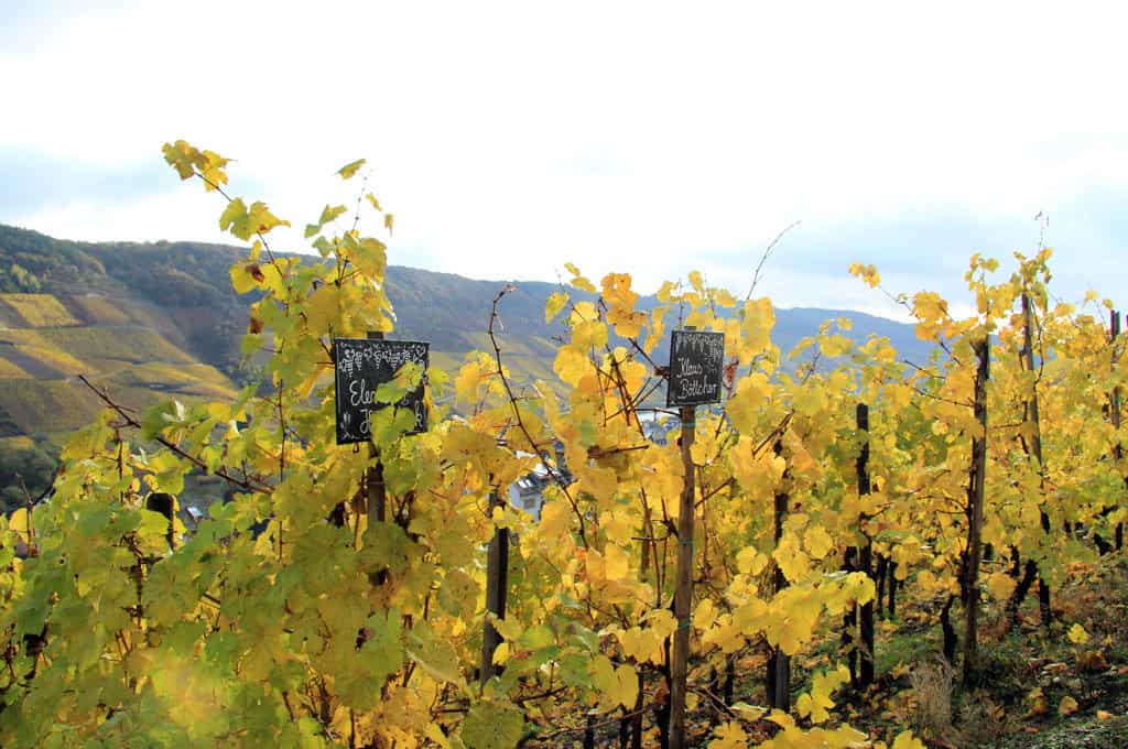 Hike through the most beautiful vineyards on the Mosel