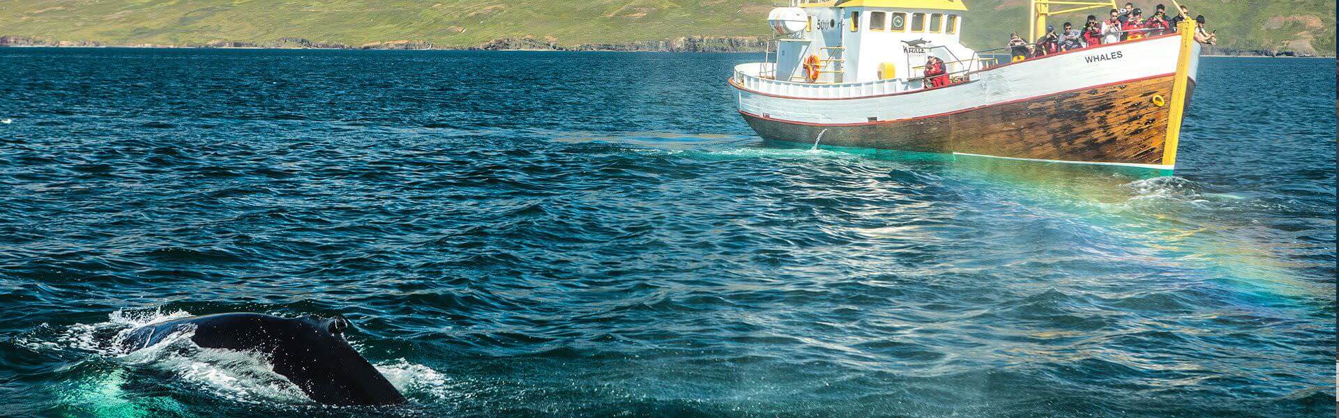 Whale watching on the company trip to Iceland