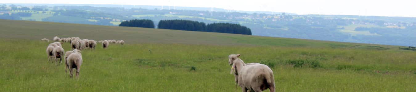 A sporty company outing with the Ranger Tour through the Eifel | b-ceed: events