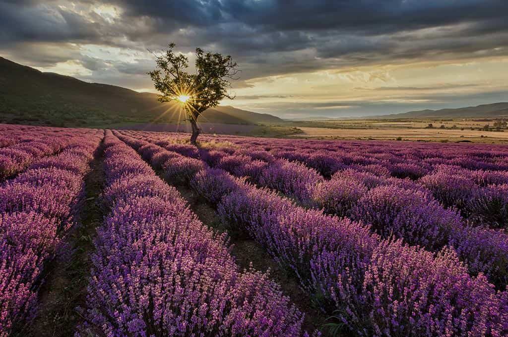 The whodunit for dinner: Death in the lavender field