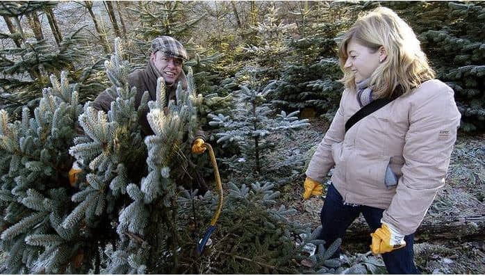 landforstgarten mit familie dissmann: unser Partner für Weihnachtsfeiern und Bäume