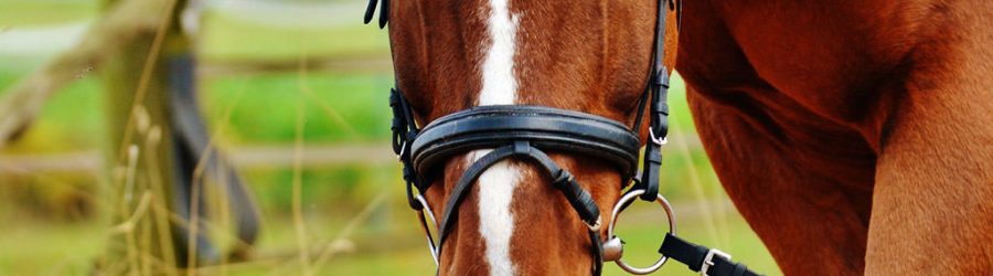 reiten-wandern-betriebsausflug-eifel-b-ceed-events eifel wandern mit Pferd und betriebsausflug in der eifel zu pferd oder zu fuß | b-ceed events